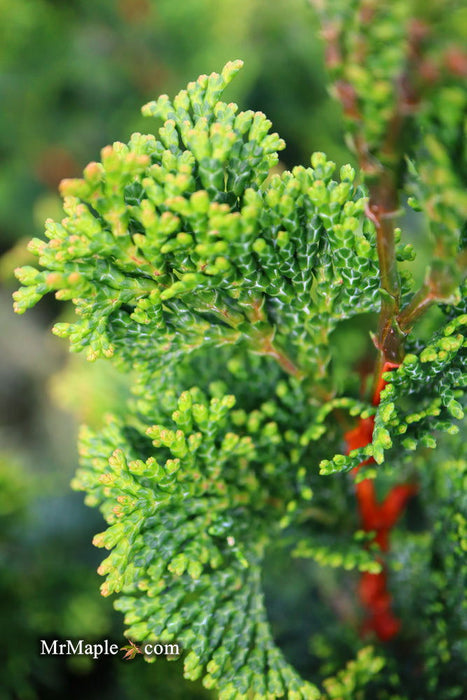 - Chamaecyparis obtusa 'Vokel's Upright' Dwarf Hinoki Cypress - Mr Maple │ Buy Japanese Maple Trees