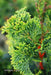 - Chamaecyparis obtusa 'Vokel's Upright' Dwarf Hinoki Cypress - Mr Maple │ Buy Japanese Maple Trees