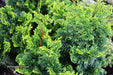 - Chamaecyparis obtusa 'Vokel's Upright' Dwarf Hinoki Cypress - Mr Maple │ Buy Japanese Maple Trees