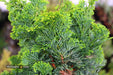 - Chamaecyparis obtusa 'Vokel's Upright' Dwarf Hinoki Cypress - Mr Maple │ Buy Japanese Maple Trees