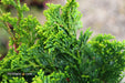 - Chamaecyparis obtusa 'Vokel's Upright' Dwarf Hinoki Cypress - Mr Maple │ Buy Japanese Maple Trees