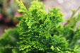 - Chamaecyparis obtusa 'Vokel's Upright' Dwarf Hinoki Cypress - Mr Maple │ Buy Japanese Maple Trees