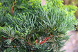 - Chamaecyparis obtusa 'Vokel's Upright' Dwarf Hinoki Cypress - Mr Maple │ Buy Japanese Maple Trees