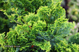 - Chamaecyparis obtusa 'Vokel's Upright' Dwarf Hinoki Cypress - Mr Maple │ Buy Japanese Maple Trees