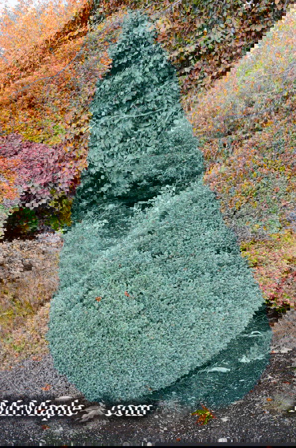 - Chamaecyparis pisifera 'Baby Blue Ice' Dwarf Sawahara Cypress - Mr Maple │ Buy Japanese Maple Trees