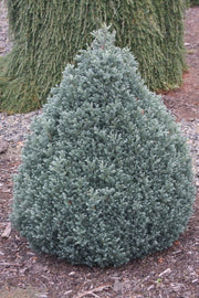 - Chamaecyparis pisifera 'Baby Blue Ice' Dwarf Sawahara Cypress - Mr Maple │ Buy Japanese Maple Trees