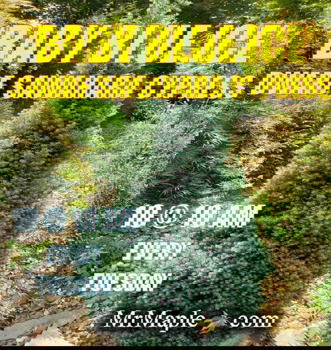 - Chamaecyparis pisifera 'Baby Blue Ice' Dwarf Sawahara Cypress - Mr Maple │ Buy Japanese Maple Trees