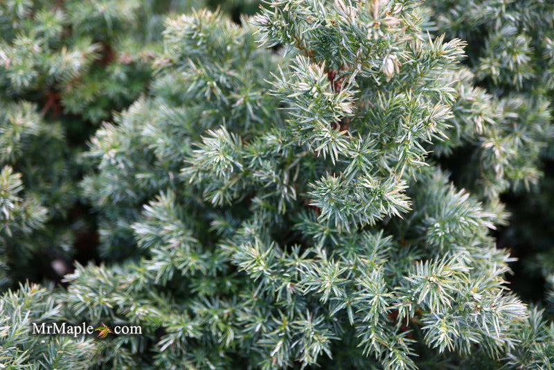 - Chamaecyparis pisifera 'Baby Blue Ice' Dwarf Sawahara Cypress - Mr Maple │ Buy Japanese Maple Trees