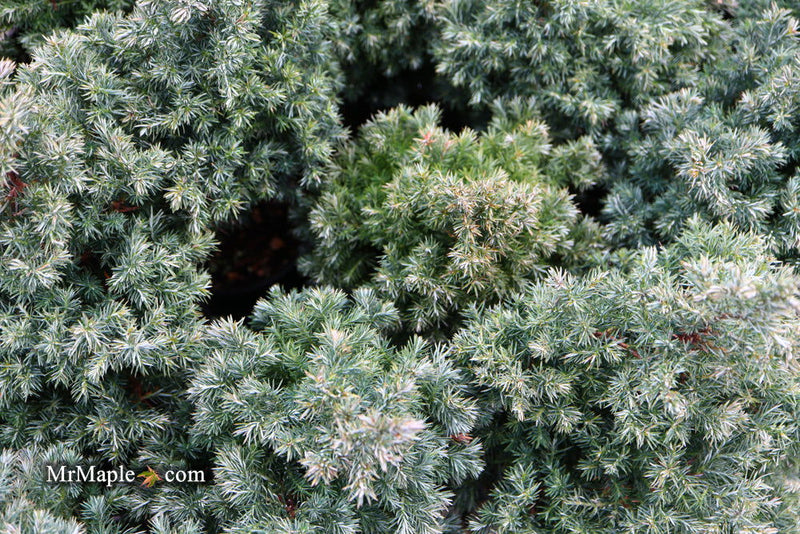 - Chamaecyparis pisifera 'Baby Blue Ice' Dwarf Sawahara Cypress - Mr Maple │ Buy Japanese Maple Trees