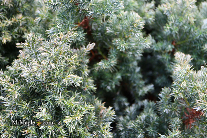 - Chamaecyparis pisifera 'Baby Blue Ice' Dwarf Sawahara Cypress - Mr Maple │ Buy Japanese Maple Trees