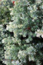 - Chamaecyparis pisifera 'Baby Blue Ice' Dwarf Sawahara Cypress - Mr Maple │ Buy Japanese Maple Trees