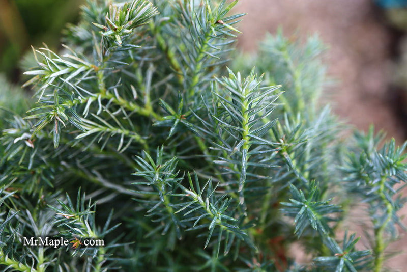 - Chamaecyparis pisifera 'Baby Blue Ice' Dwarf Sawahara Cypress - Mr Maple │ Buy Japanese Maple Trees