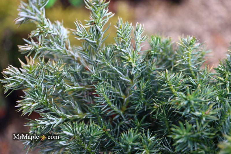 - Chamaecyparis pisifera 'Baby Blue Ice' Dwarf Sawahara Cypress - Mr Maple │ Buy Japanese Maple Trees