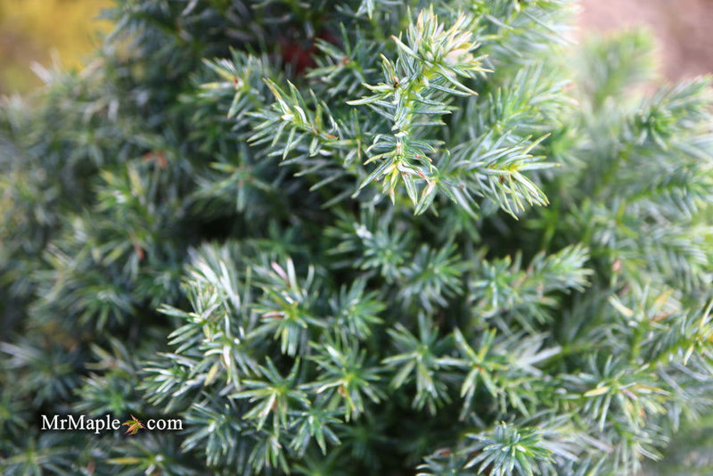 - Chamaecyparis pisifera 'Baby Blue Ice' Dwarf Sawahara Cypress - Mr Maple │ Buy Japanese Maple Trees
