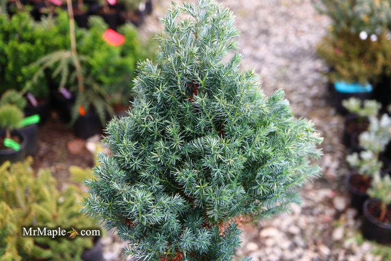 - Chamaecyparis pisifera 'Baby Blue Ice' Dwarf Sawahara Cypress - Mr Maple │ Buy Japanese Maple Trees