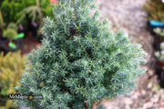 - Chamaecyparis pisifera 'Baby Blue Ice' Dwarf Sawahara Cypress - Mr Maple │ Buy Japanese Maple Trees