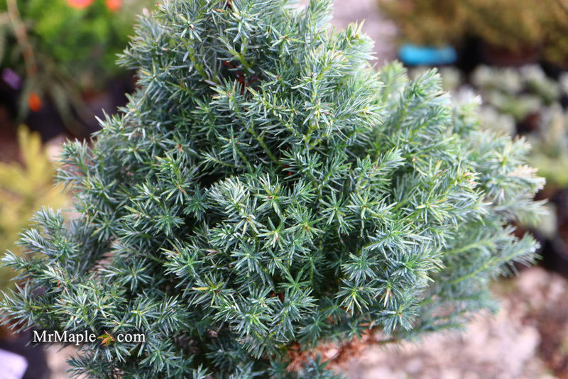 - Chamaecyparis pisifera 'Baby Blue Ice' Dwarf Sawahara Cypress - Mr Maple │ Buy Japanese Maple Trees