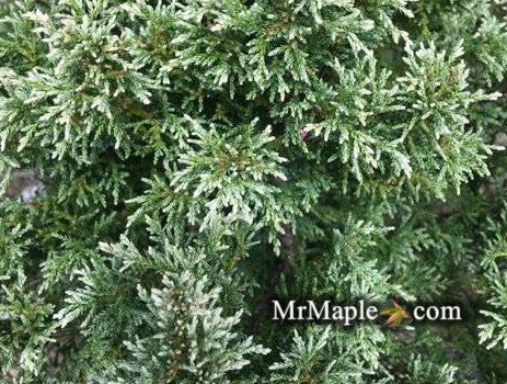- Chamaecyparis pisifera 'Clouded Sky' Dwarf Sawahara Cypress - Mr Maple │ Buy Japanese Maple Trees