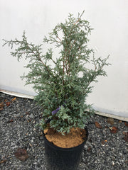 - Chamaecyparis pisifera 'Steel Wool' Dwarf Sawahara Cypress - Mr Maple │ Buy Japanese Maple Trees