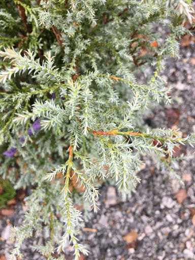 - Chamaecyparis pisifera 'Steel Wool' Dwarf Sawahara Cypress - Mr Maple │ Buy Japanese Maple Trees