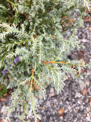 - Chamaecyparis pisifera 'Steel Wool' Dwarf Sawahara Cypress - Mr Maple │ Buy Japanese Maple Trees