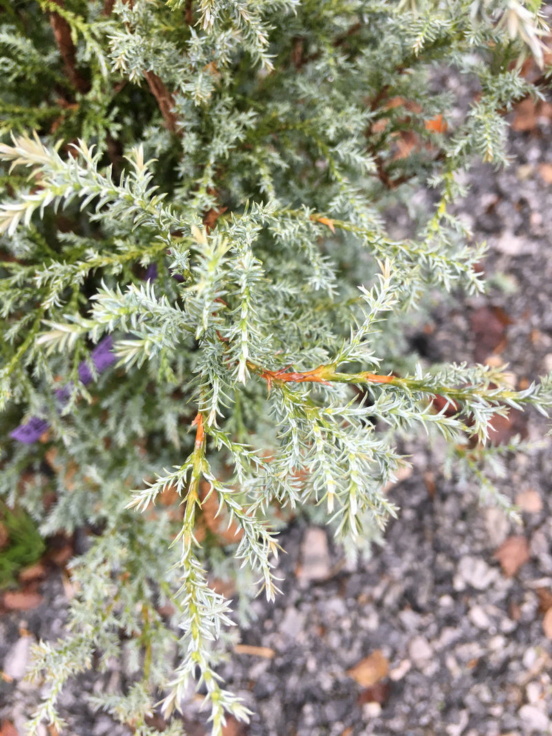 - Chamaecyparis pisifera 'Steel Wool' Dwarf Sawahara Cypress - Mr Maple │ Buy Japanese Maple Trees