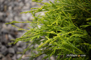 - Chamaecyparis pisifera 'Sungold' False Cypress - Mr Maple │ Buy Japanese Maple Trees