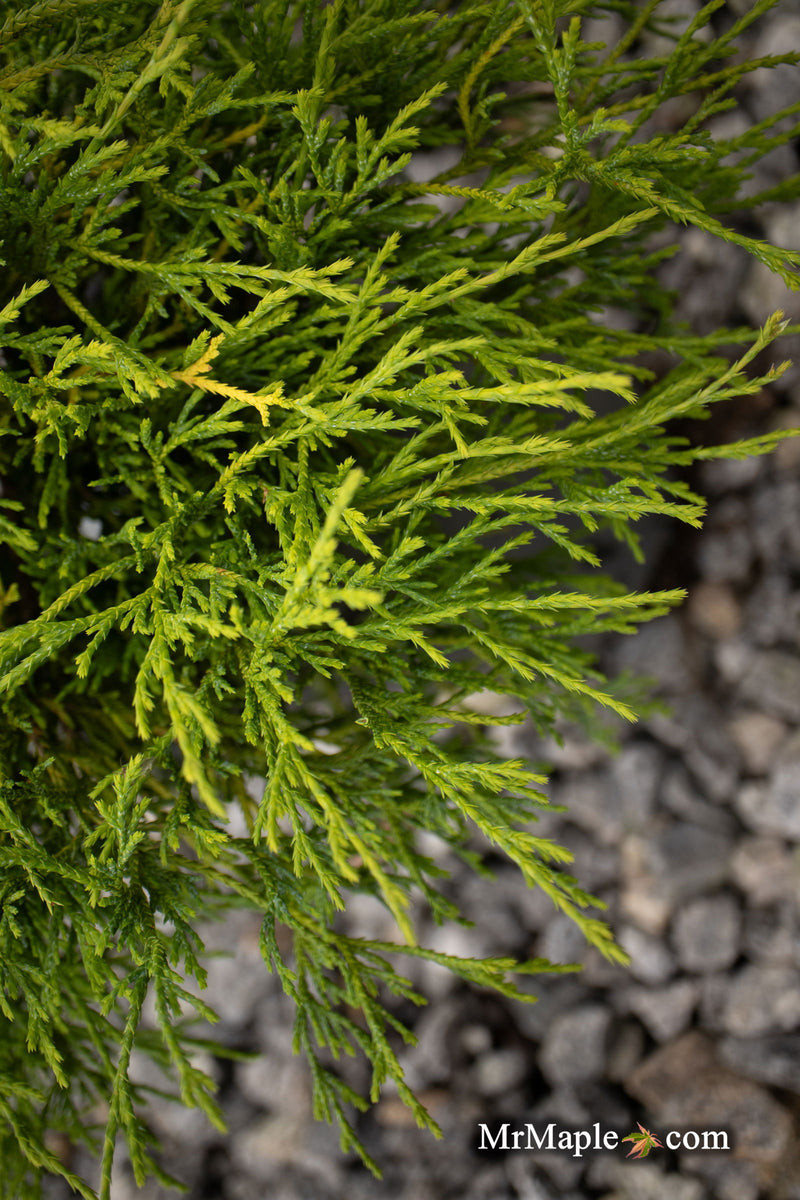 - Chamaecyparis pisifera 'Sungold' False Cypress - Mr Maple │ Buy Japanese Maple Trees
