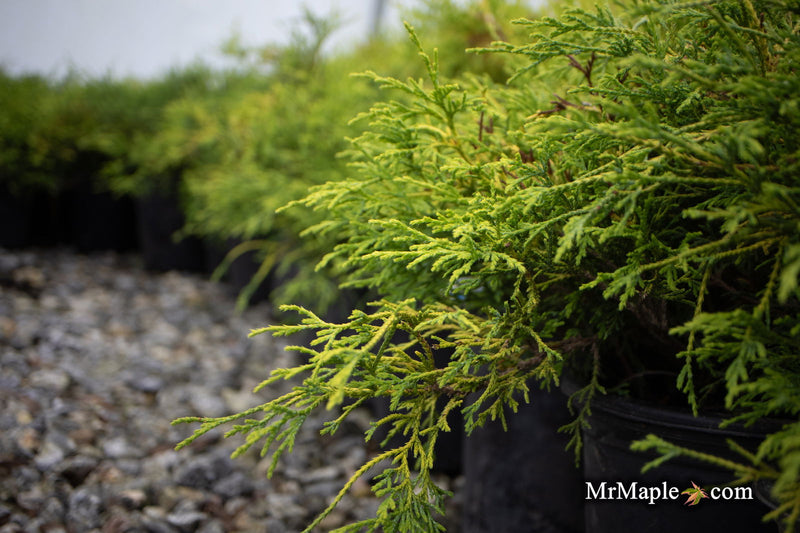 - Chamaecyparis pisifera 'Sungold' False Cypress - Mr Maple │ Buy Japanese Maple Trees