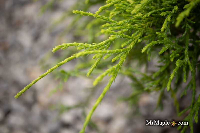 - Chamaecyparis pisifera 'Sungold' False Cypress - Mr Maple │ Buy Japanese Maple Trees