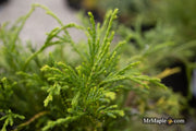 - Chamaecyparis pisifera 'Sungold' False Cypress - Mr Maple │ Buy Japanese Maple Trees