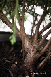 - Chamaecyparis pisifera 'Sungold' False Cypress - Mr Maple │ Buy Japanese Maple Trees