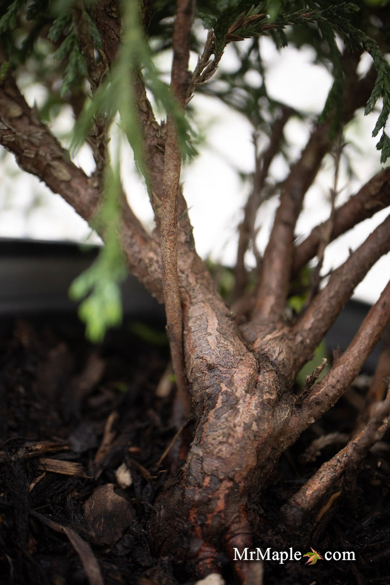 - Chamaecyparis pisifera 'Sungold' False Cypress - Mr Maple │ Buy Japanese Maple Trees