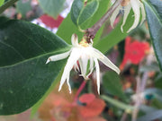 - Chimonanthus nitens Fragrant Blooming Chinese Wintersweet - Mr Maple │ Buy Japanese Maple Trees