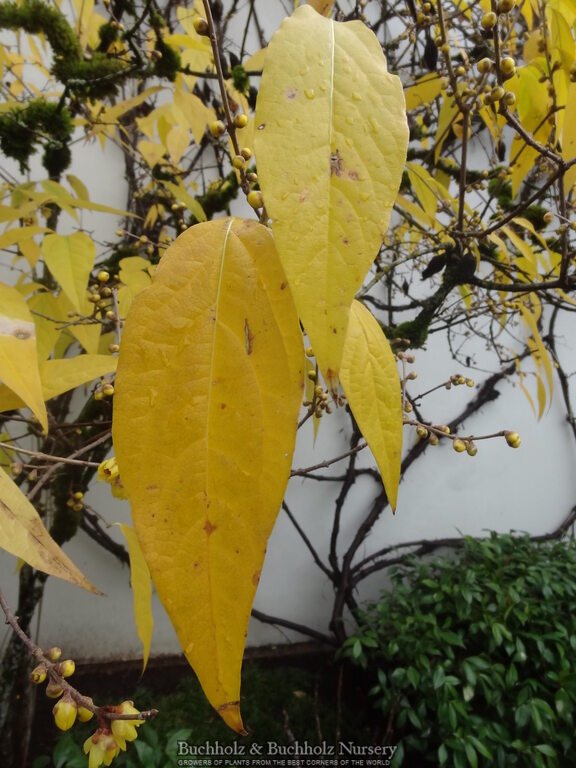 Chimonanthus praecox Fragrant Blooming Chinese Wintersweet