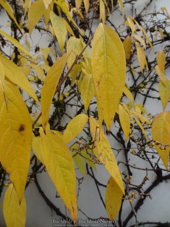 Chimonanthus praecox Fragrant Blooming Chinese Wintersweet