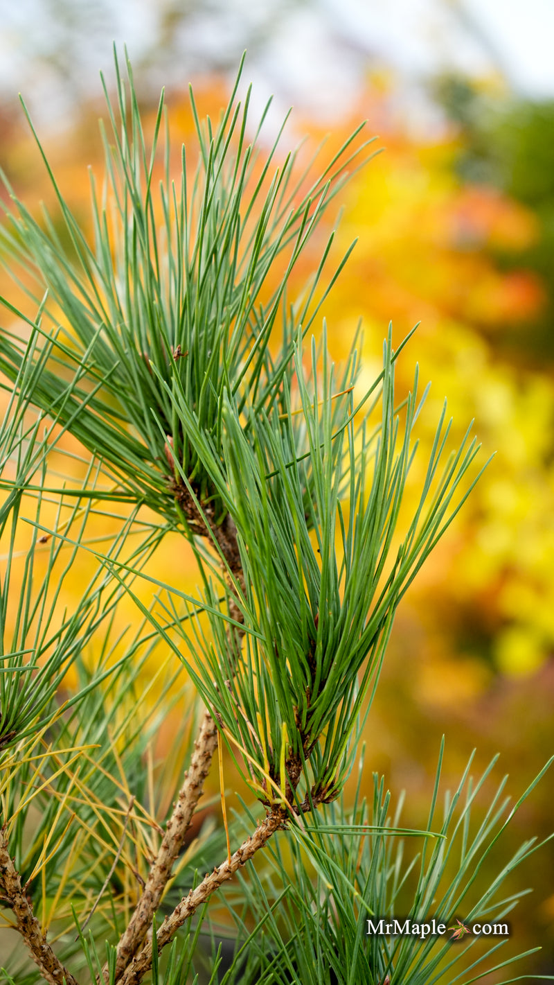 Pinus nigra 'Chinto' Austrian Black Pine Tree