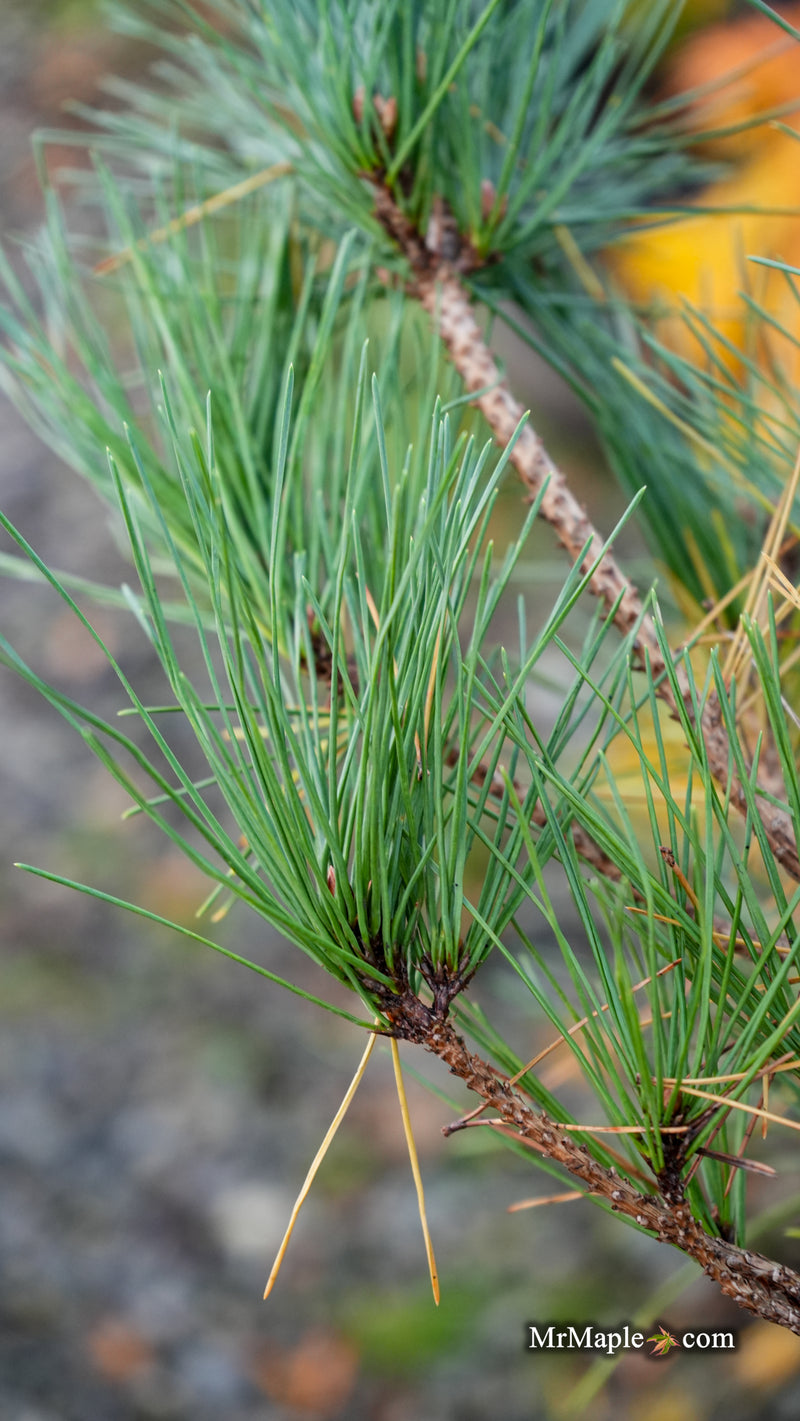 Pinus nigra 'Chinto' Austrian Black Pine Tree