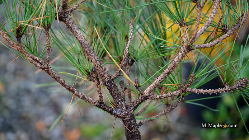 Pinus nigra 'Chinto' Austrian Black Pine Tree