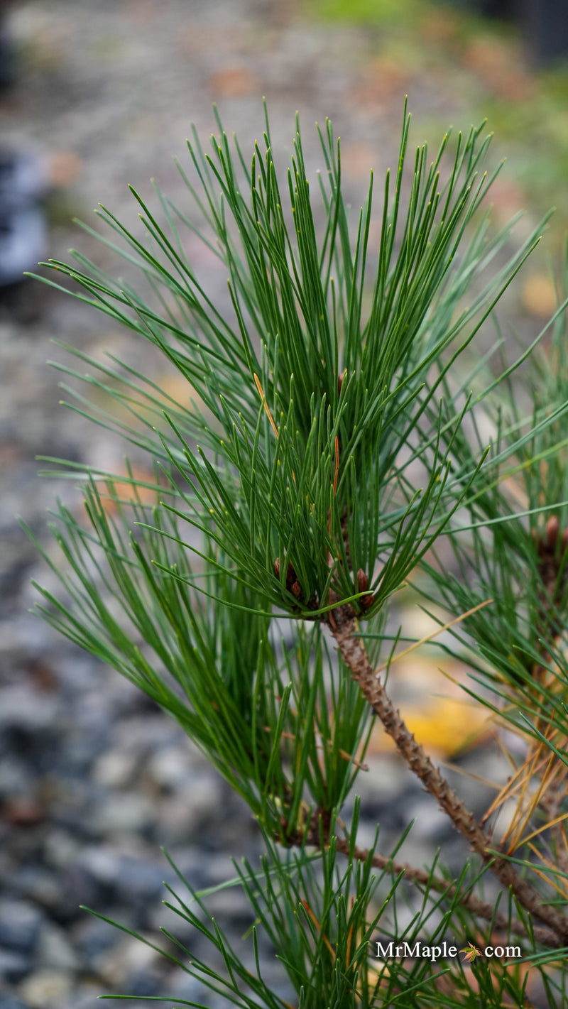 Pinus nigra 'Chinto' Austrian Black Pine Tree