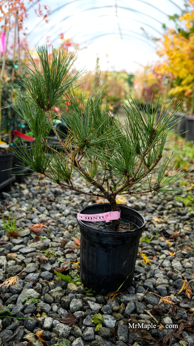 Pinus nigra 'Chinto' Austrian Black Pine Tree