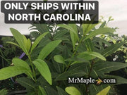 - Chionanthus pygmaeus "Pygmy Fringetree" Dwarf Fringe Tree - Mr Maple │ Buy Japanese Maple Trees