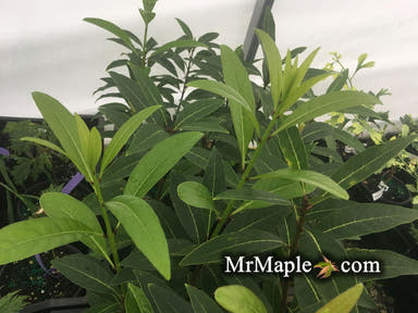 - Chionanthus pygmaeus "Pygmy Fringetree" Dwarf Fringe Tree - Mr Maple │ Buy Japanese Maple Trees