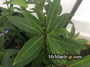 - Chionanthus pygmaeus "Pygmy Fringetree" Dwarf Fringe Tree - Mr Maple │ Buy Japanese Maple Trees