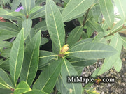 - Chionanthus pygmaeus "Pygmy Fringetree" Dwarf Fringe Tree - Mr Maple │ Buy Japanese Maple Trees