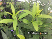- Chionanthus pygmaeus "Pygmy Fringetree" Dwarf Fringe Tree - Mr Maple │ Buy Japanese Maple Trees