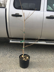 - Chionanthus retusus 'Arnold's Pride' Flowering Chinese Fringe Tree - Mr Maple │ Buy Japanese Maple Trees
