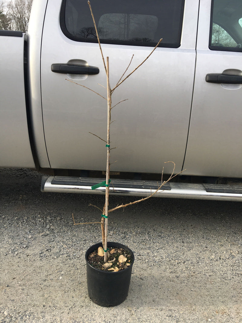 - Chionanthus retusus 'Arnold's Pride' Flowering Chinese Fringe Tree - Mr Maple │ Buy Japanese Maple Trees