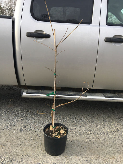 - Chionanthus retusus 'Arnold's Pride' Flowering Chinese Fringe Tree - Mr Maple │ Buy Japanese Maple Trees