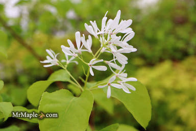 - Chionanthus retusus 'China Doll' Flowering Chinese Fringe Tree - Mr Maple │ Buy Japanese Maple Trees
